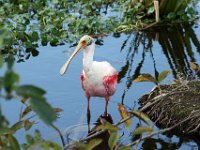Roseate Spoonbill